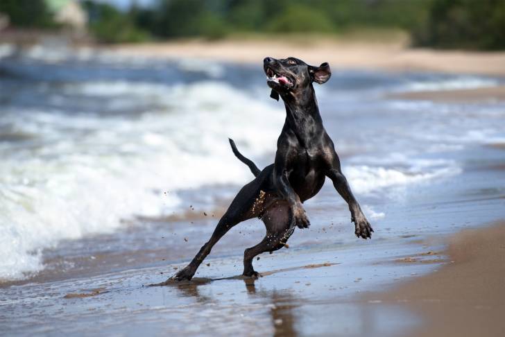 Photo Chien Léopard Catahoula