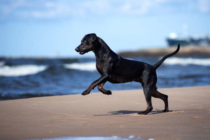 Photo Chien Léopard Catahoula