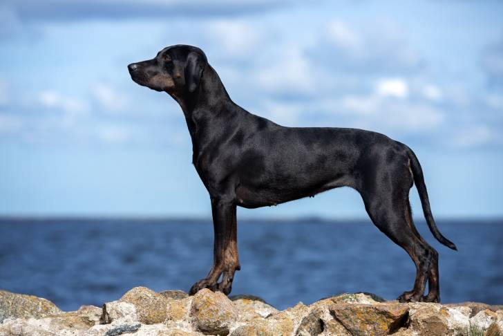 Photo Chien Léopard Catahoula