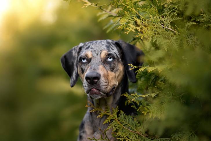 Photo Chien Léopard Catahoula