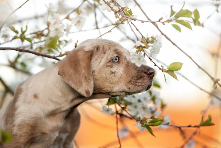 Photo Chien Léopard Catahoula