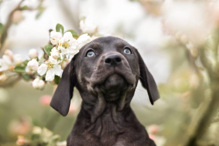 Photo Chien Léopard Catahoula