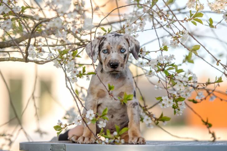 Photo Chien Léopard Catahoula