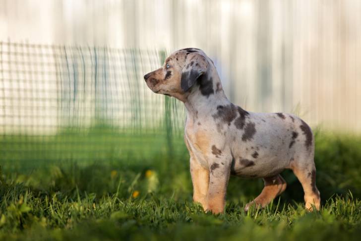 Photo Chien Léopard Catahoula