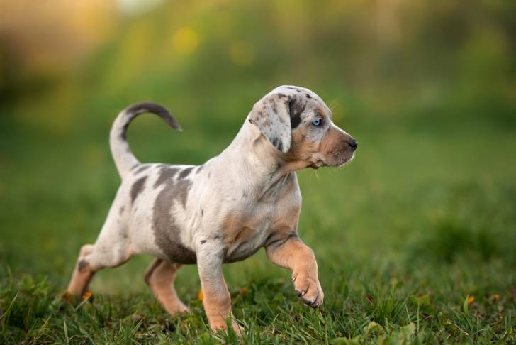 Photo Chien Léopard Catahoula