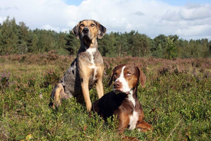 Photo Chien Léopard Catahoula