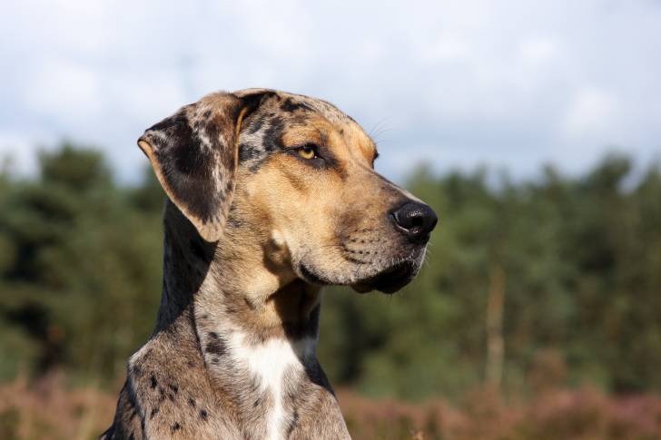 Photo Chien Léopard Catahoula