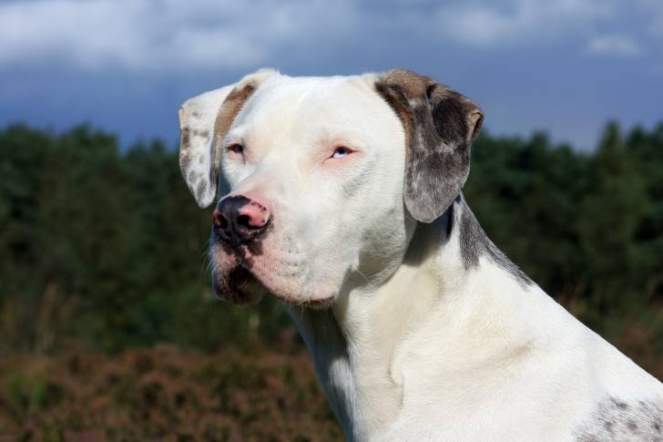 Photo Chien Léopard Catahoula
