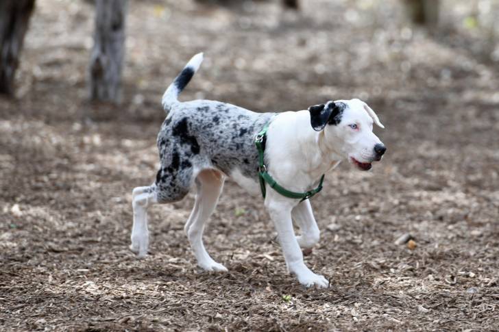 Photo Chien Léopard Catahoula