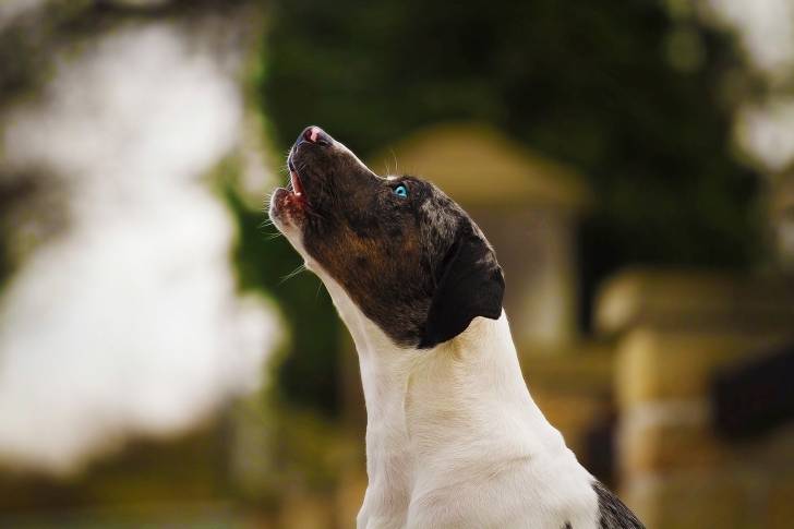 Photo Chien Léopard Catahoula