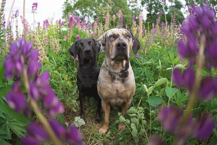 Photo Chien Léopard Catahoula