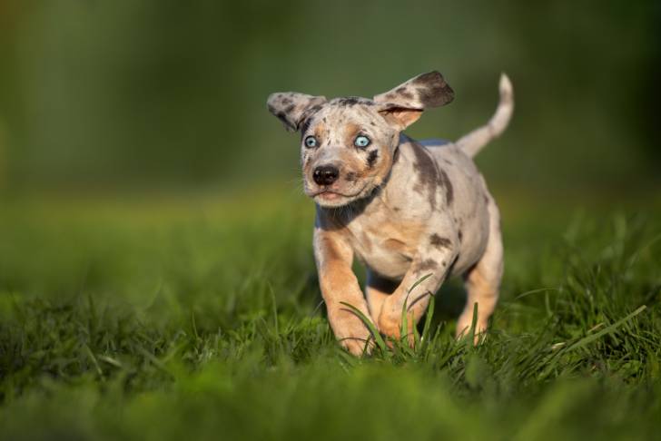 Photo Chien Léopard Catahoula