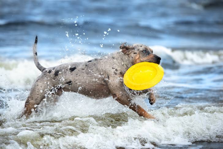 Photo Chien Léopard Catahoula