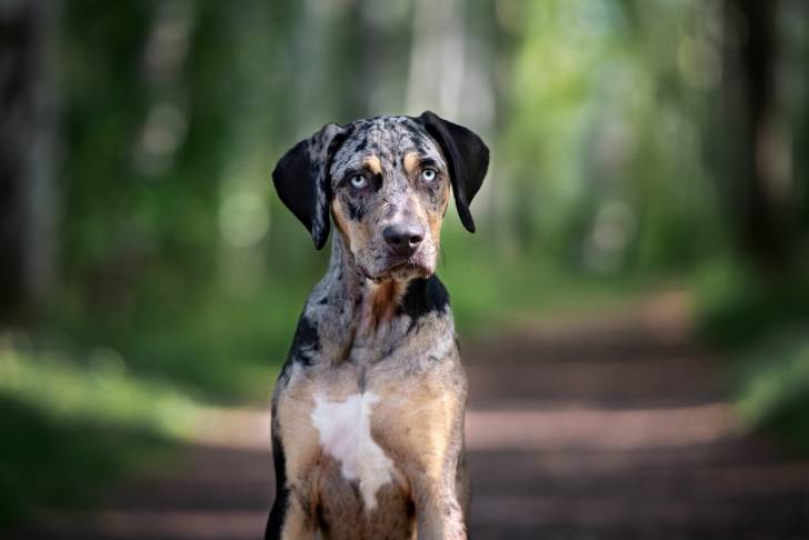 Photo Chien Léopard Catahoula