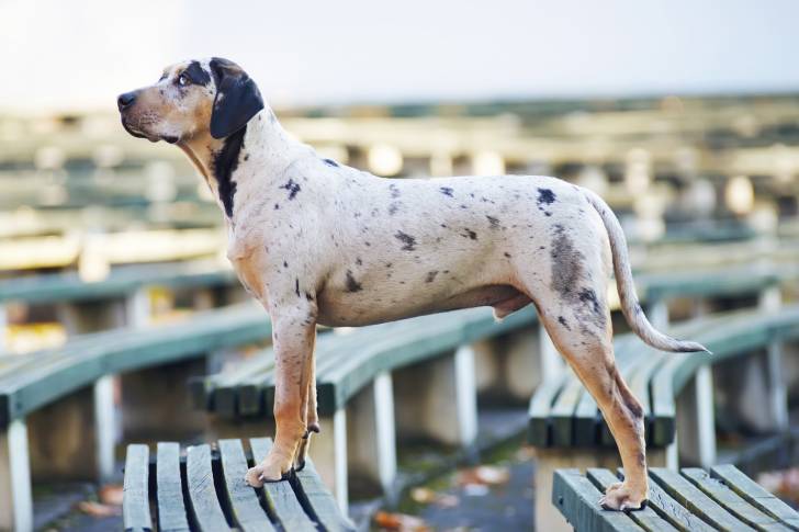 Photo Chien Léopard Catahoula