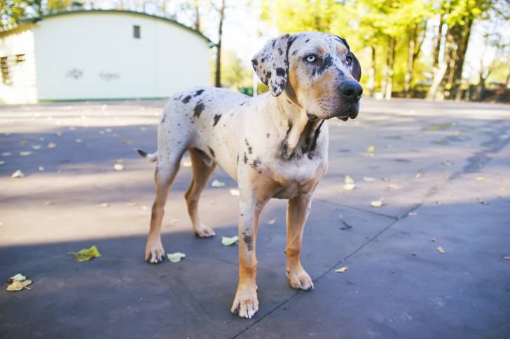Photo Chien Léopard Catahoula