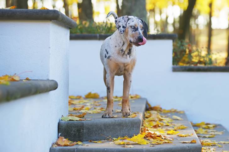 Photo Chien Léopard Catahoula