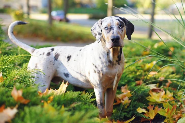 Photo Chien Léopard Catahoula