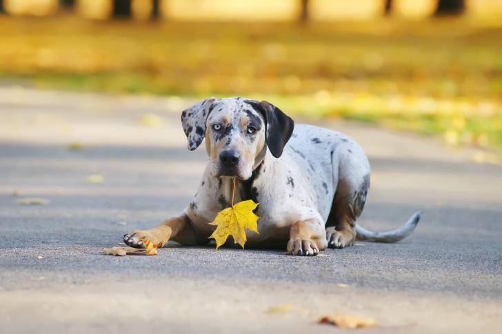 Photo Chien Léopard Catahoula