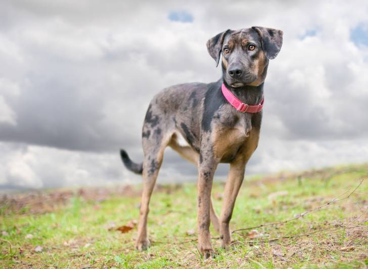 Photo Chien Léopard Catahoula