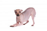 Photo American Hairless Terrier