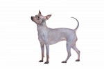 Photo American Hairless Terrier