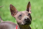 Photo American Hairless Terrier
