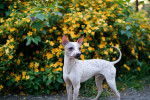 Photo American Hairless Terrier