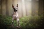 Un American Hairless Terrier en promenade dans une forêt