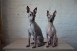 Deux American Hairless Terriers assis côte à côte
