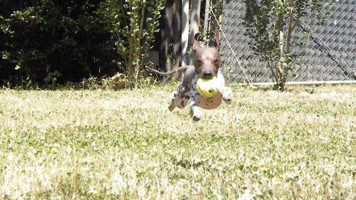 Photo American Hairless Terrier
