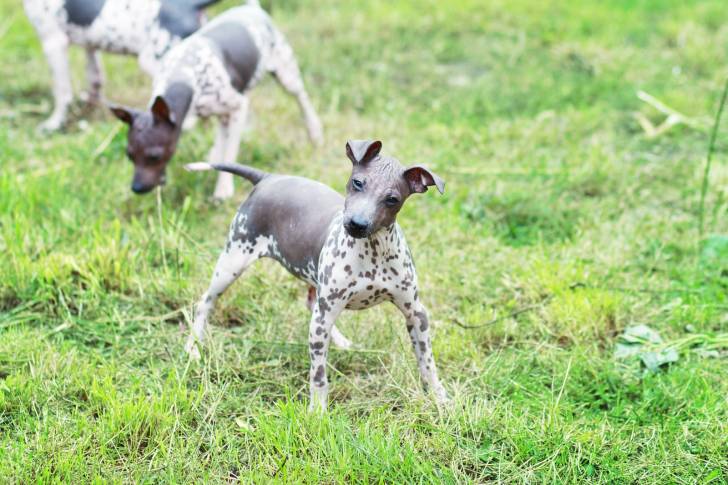 Photo American Hairless Terrier