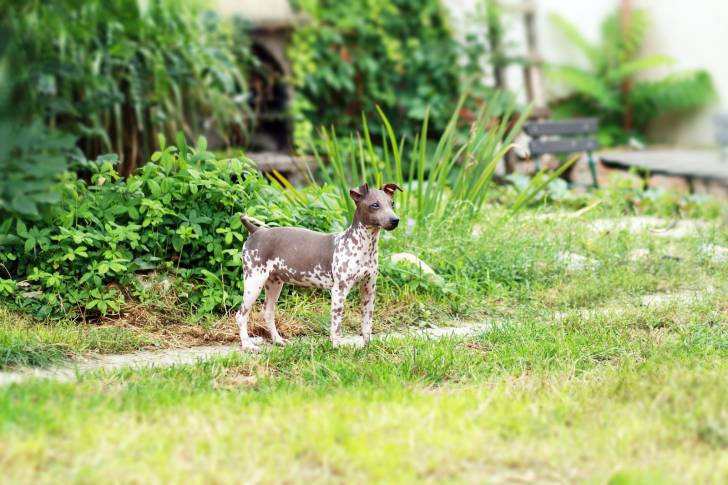 Photo American Hairless Terrier