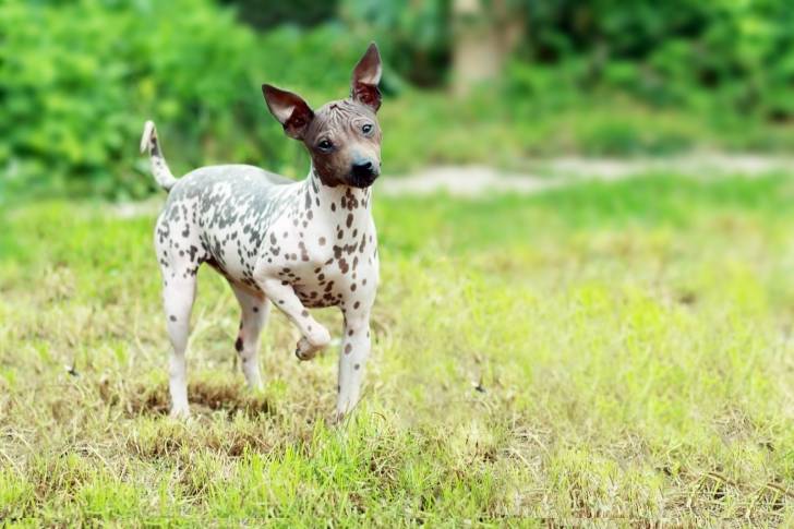 Un American Hairless Terrier tacheté pendant une promenade