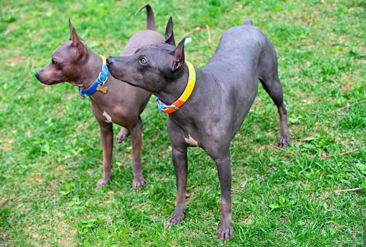 Photo American Hairless Terrier