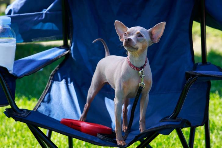 Photo American Hairless Terrier