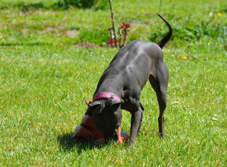 Photo American Hairless Terrier