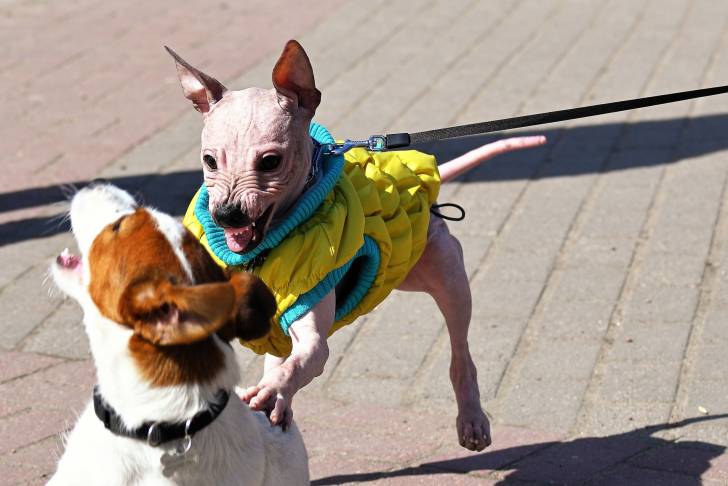 Photo American Hairless Terrier