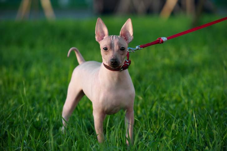 Un American Hairless Terrier promené en laisse