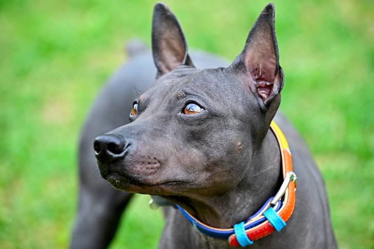 Un American Hairless Terrier noir avec un collier pour chien multicolore