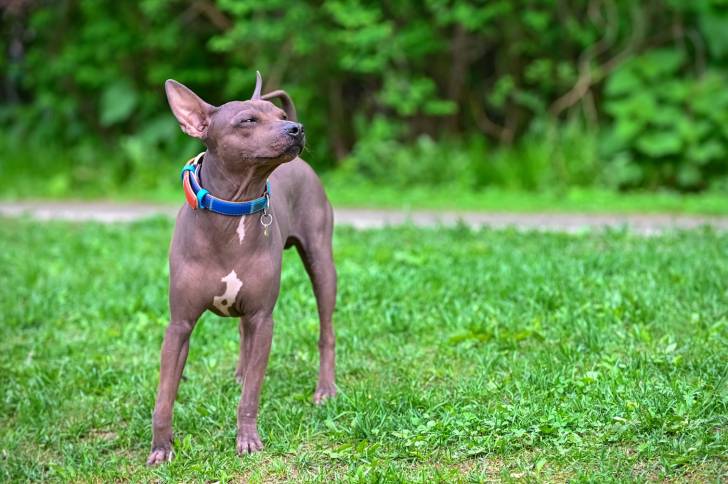 Photo American Hairless Terrier