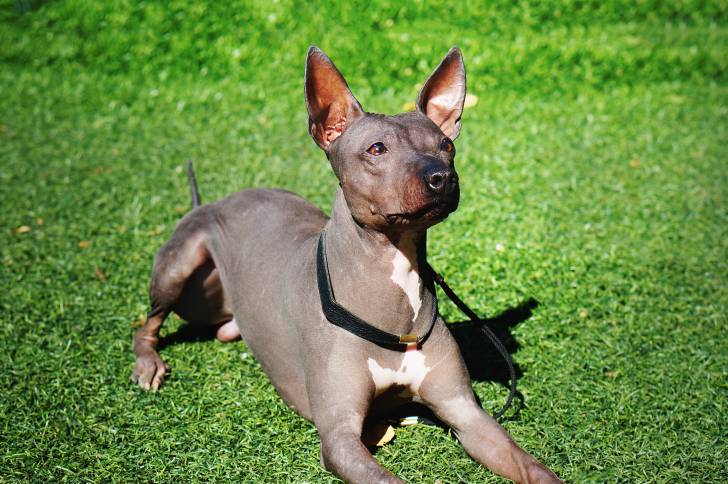 Photo American Hairless Terrier