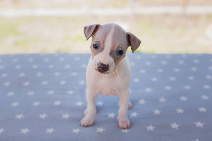 Un chiot American Hairless Terrier qui se tient face à l'objectif