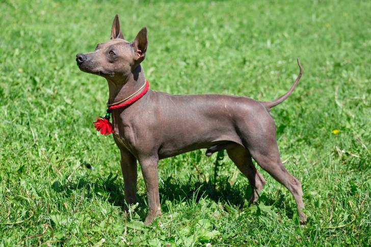Un chiot American Hairless Terrier debout dans l'herbe