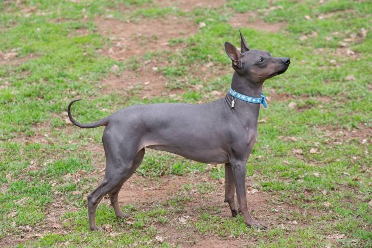 Un American Hairless Terrier debout en extérieur
