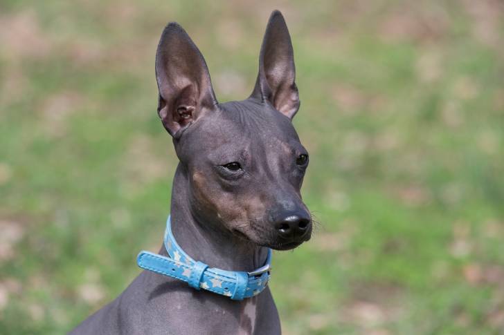 Tête d'un American Hairless Terrier dehors