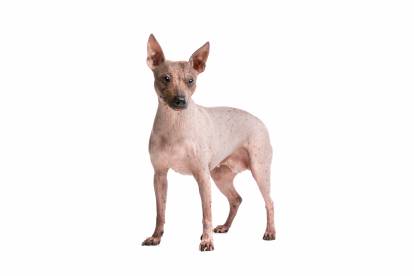 Un American Hairless Terrier sur fond blanc