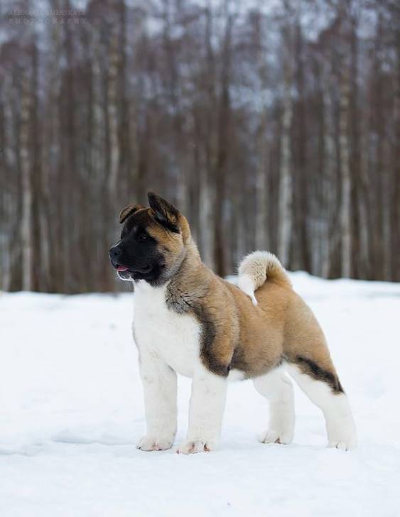 Zarine - Akita Américain (6 mois)