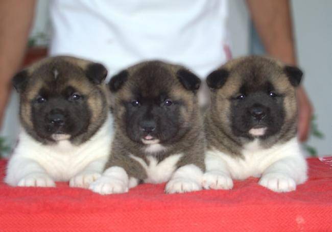 Chiots Akitas Américains - Akita Américain
