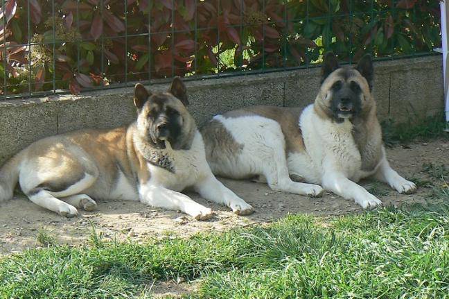 Enya et Yoci - Akitas Américains - Akita Américain